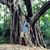 Omar A. Aceves's profile image