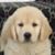 Ray Kirkpatrick's profile image