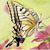 Jodi Sones's profile image