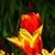 Ml Freese's profile image