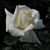 Mary Lynn Engardio's profile image