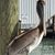 Kim Toomey's profile image