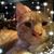 Lenora Colson-Johnson's profile image