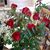 Carole Pleva's profile image