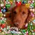 Toni King's profile image