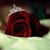 Rajaa Anis's profile image