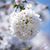 Julie Murrey Jacobs's profile image