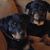 Teresa White Tabor's profile image