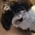 Kim Harrison's profile image
