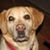 Avril Lindsay Dennis's profile image