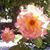 Marienne Maron da Costa's profile image
