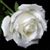 Gregory Johnson's profile image