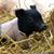 Sandra Romer Scherr's profile image