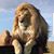 Frankie EL Bolillo's profile image