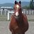 Chris Brister's profile image