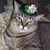 Tina Woodruff Defilippo's profile image