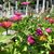 Linda Shannon's profile image