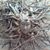 Vesta Fulton Darger's profile image