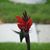 Sue Blansfield Krebaum's profile image