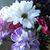 Alice Schneider's profile image