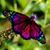 Donna Gills Collins's profile image