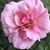 Melissa Gaylor's profile image