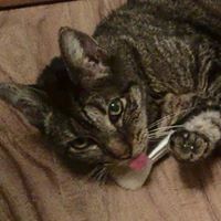 Crystal Gentle's profile image