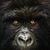 John D Selvaggio's profile image