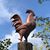 Dave Lakeman's profile image