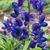 Rae Ann Burmaster's profile image