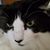 Cheyenne Sanger's profile image