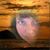 Debbie Davidson-Corah's profile image