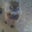 Amy Greer's profile image
