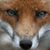 Triste Renard's profile image