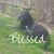 Diana Moyer's profile image