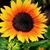 Dory Barkman Blough's profile image