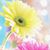 Cheryl Shughart's profile image