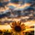 Lisa Spies's profile image