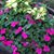 Carolene Nolker's profile image