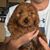 Denise Greenberg Goldberg's profile image