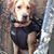 Chet Willis's profile image
