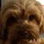 Marie Wilson's profile image