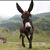 Grace Marshall's profile image