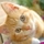 Animalar G.'s profile image