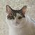 Candy WIlliams's profile image