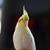 Huang Yu Chung's profile image