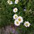 Dawn Custer's profile image