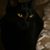 Tommy Zentgraf's profile image