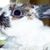 Johnny Metall's profile image