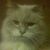 Holly Gillen's profile image